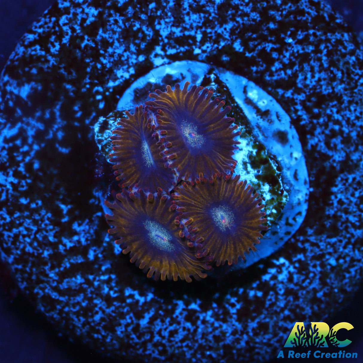 Pikachu Zoas