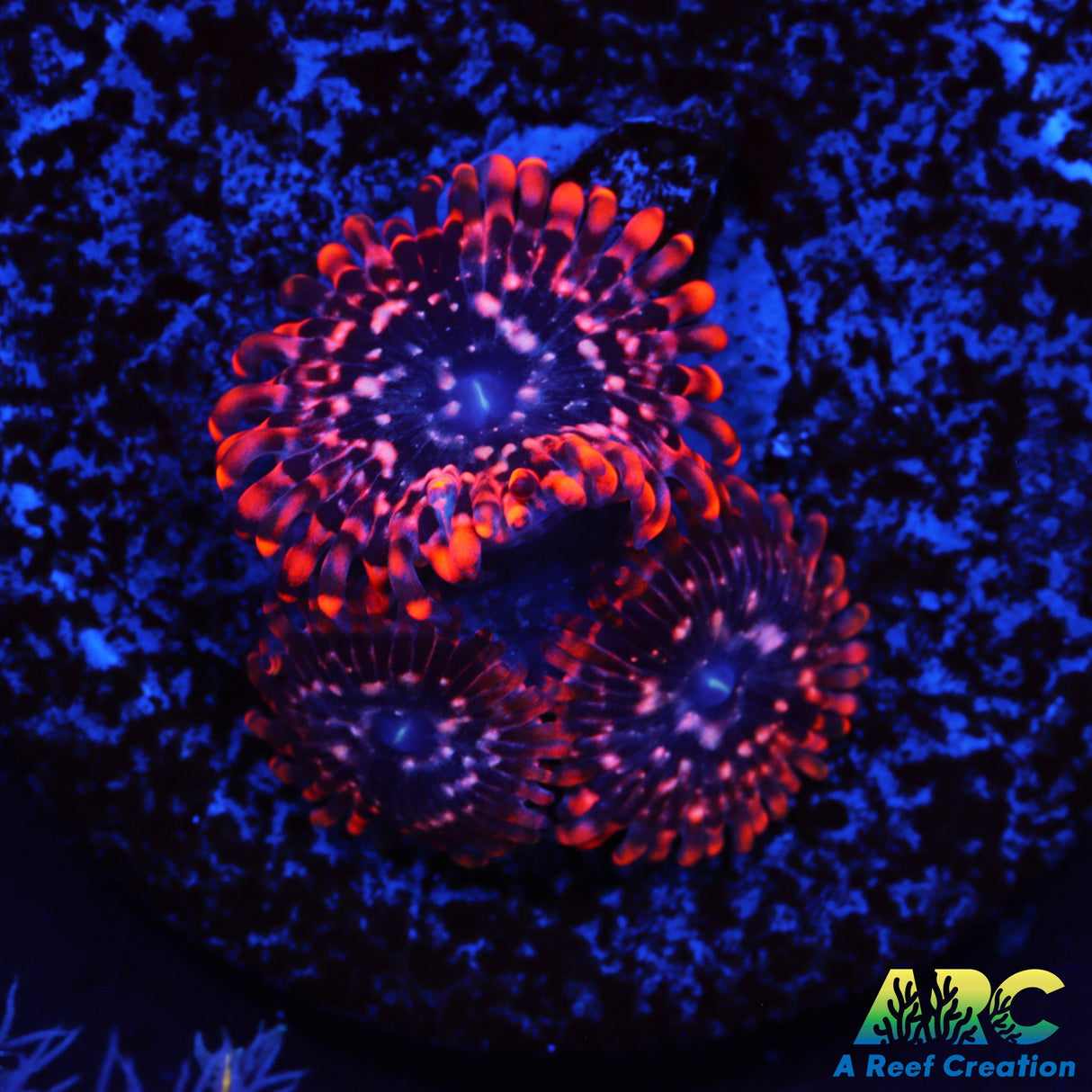Utter Chaos Zoas
