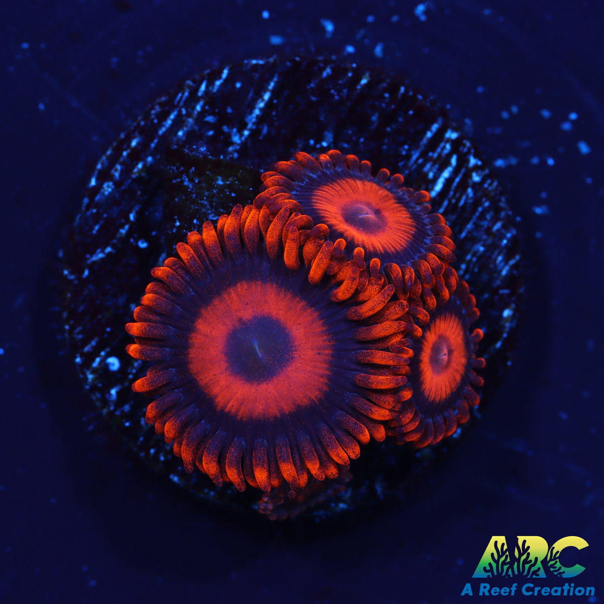 Orange Oxides