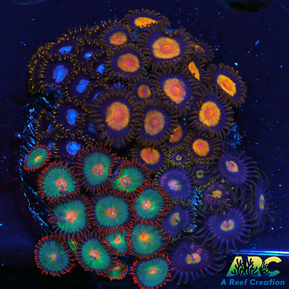 Club Zoa #3