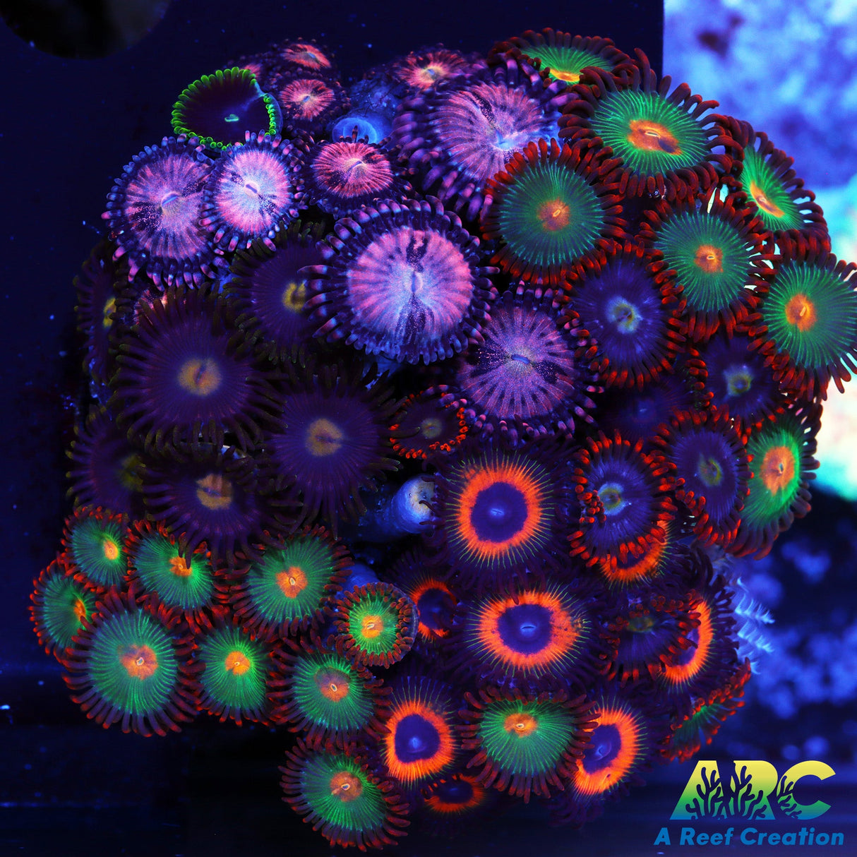 Club Zoa #4