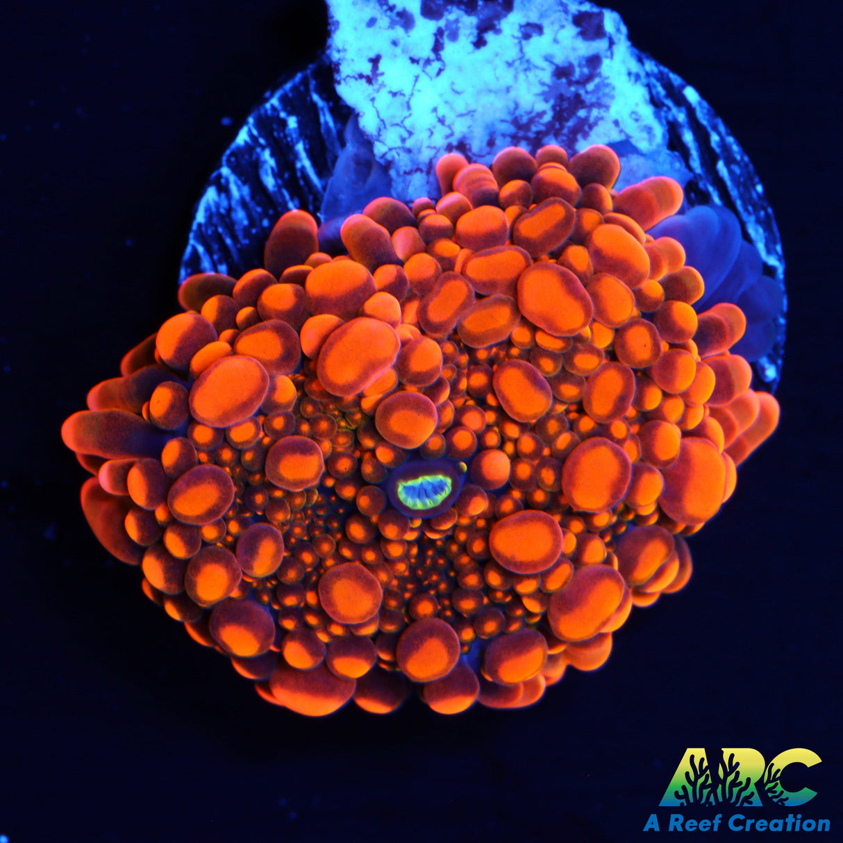 ARC Tangerine Dream