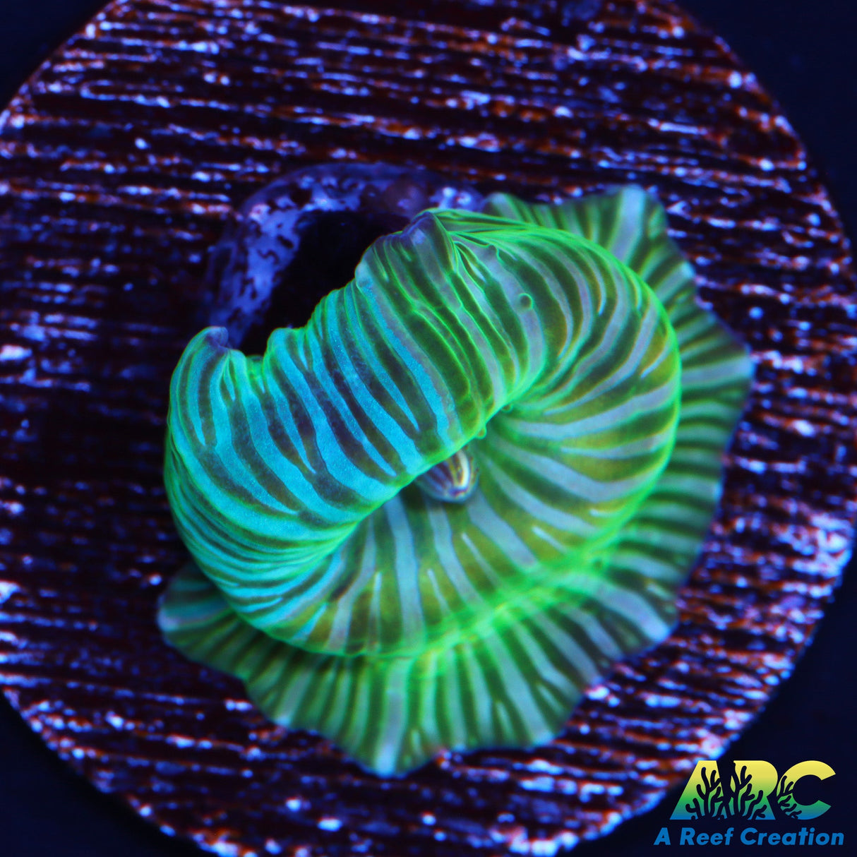 RandyO's BiColor Disco