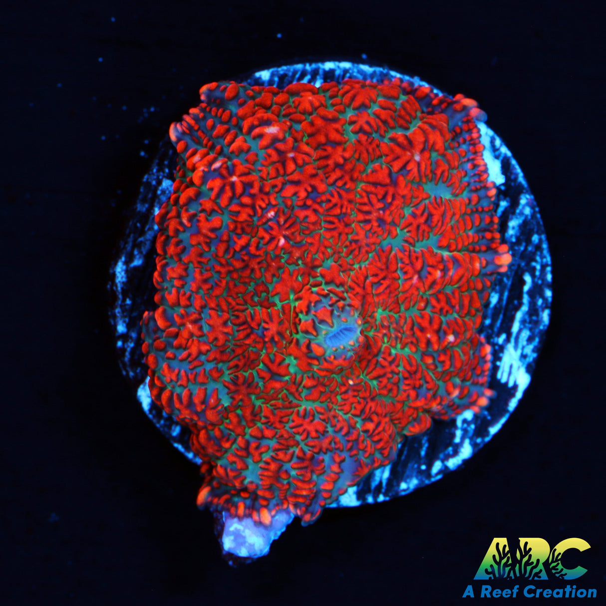 Forest Fire Rhodactis