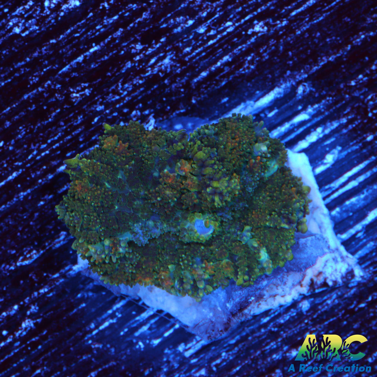 Cool Rhodactis Mushroom