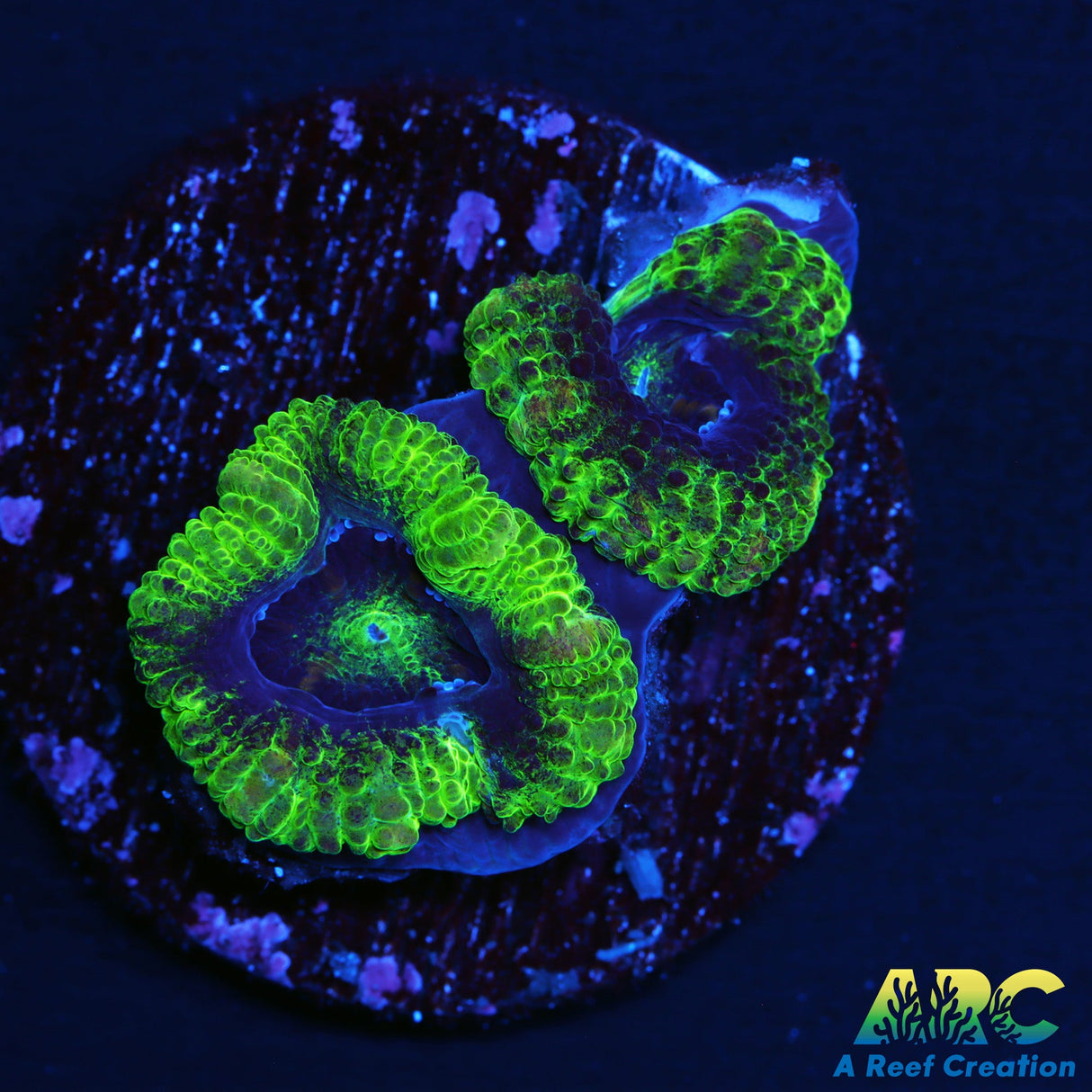 ARC Double Green Acan