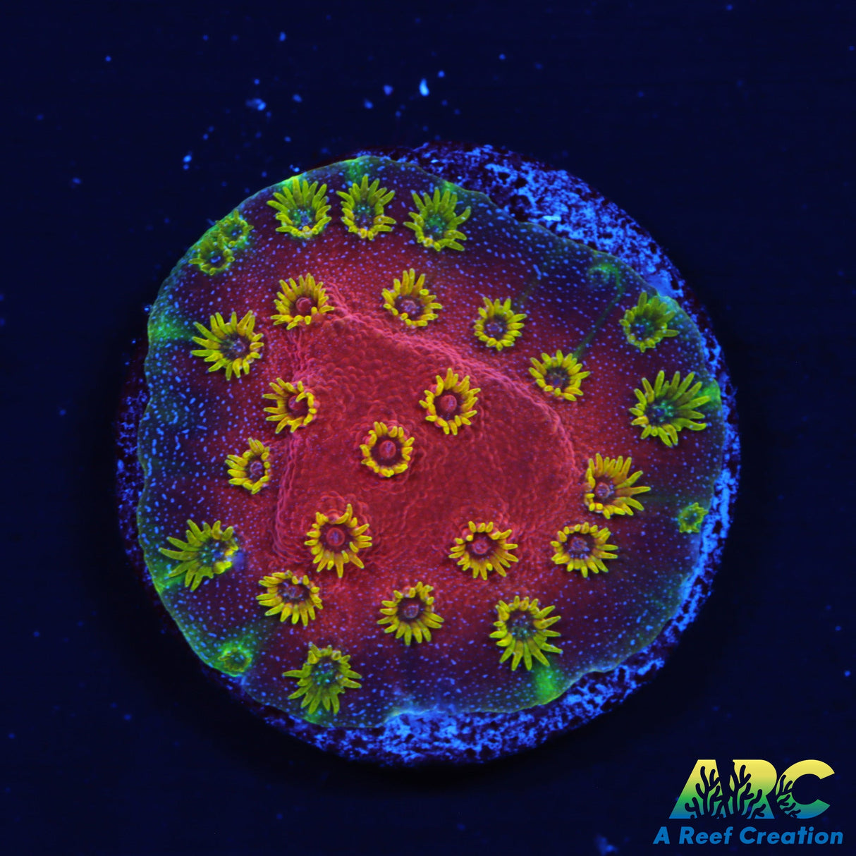 Candy Coral's Firewalker Cyphastrea