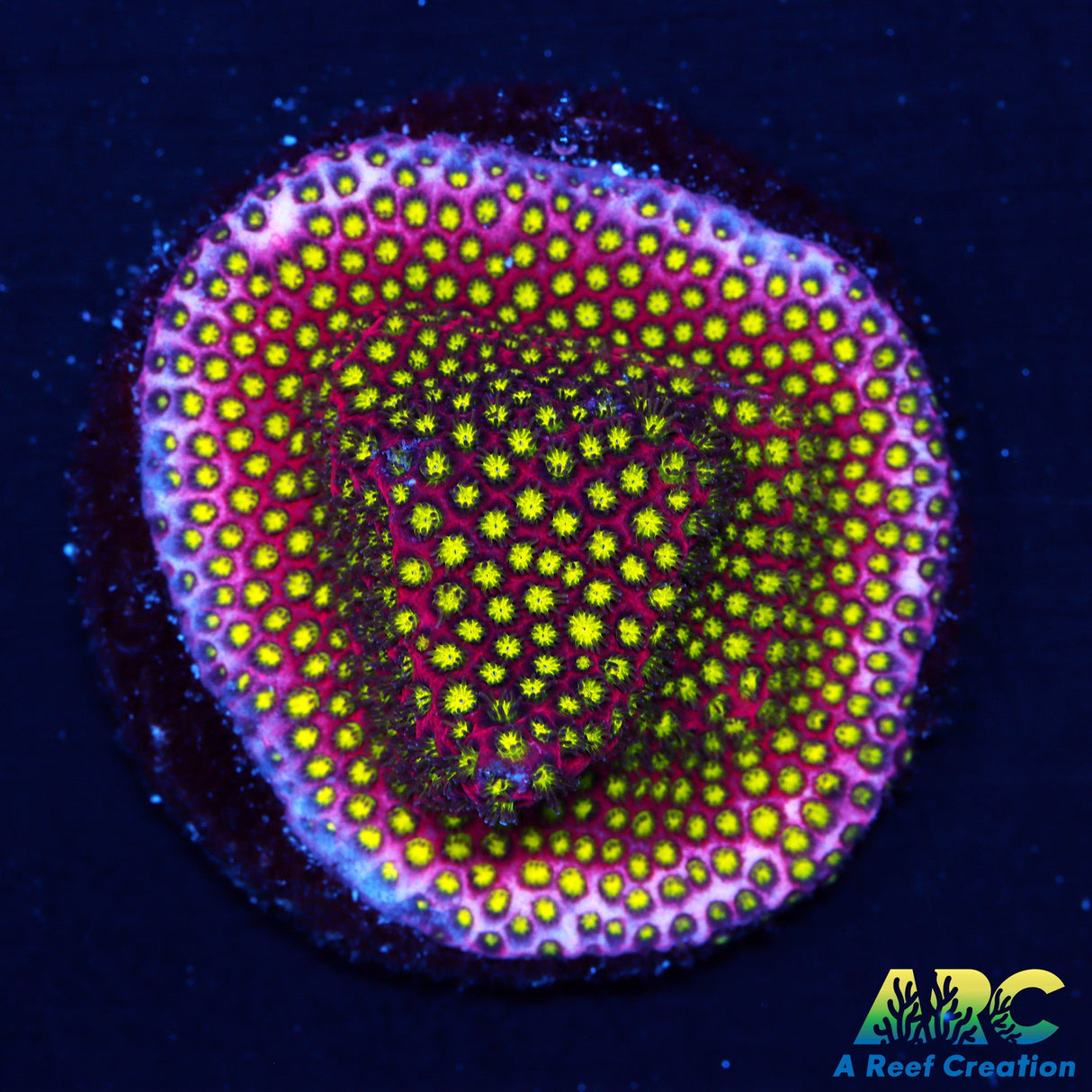 WWC Electric Daisy Stylocoeinella