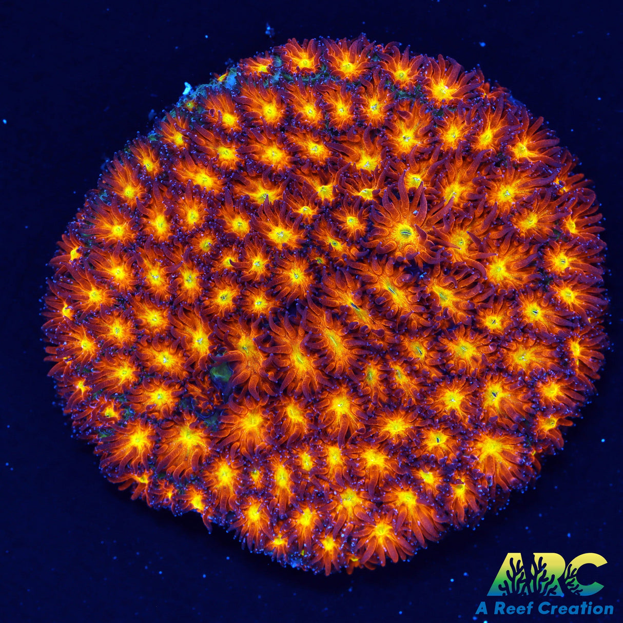 Honeycomb Leptastrea