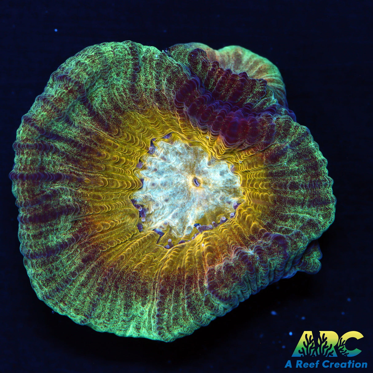 UC Regal Goniastrea