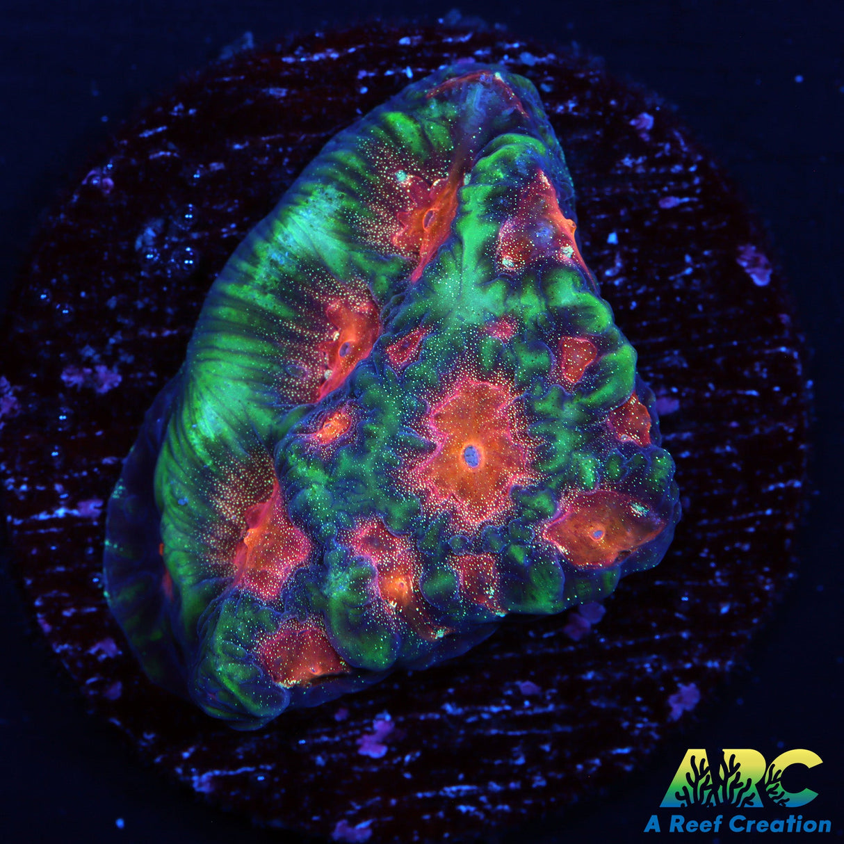 CC Space Cakes Favities