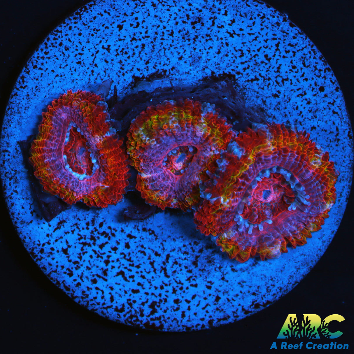 ARC Ever After Acan