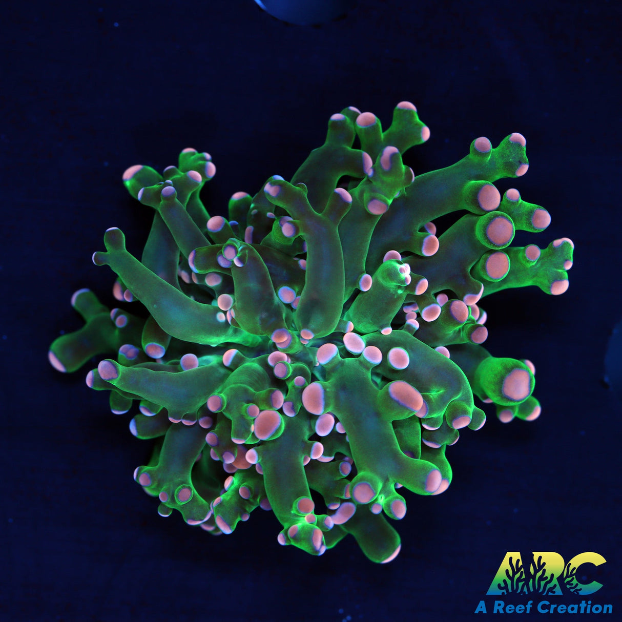 Peach Frogspawn