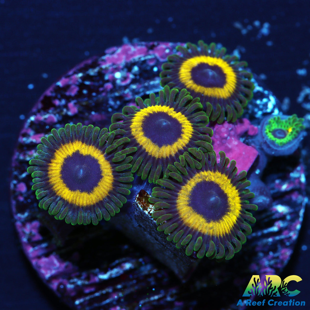 ARC Mambas