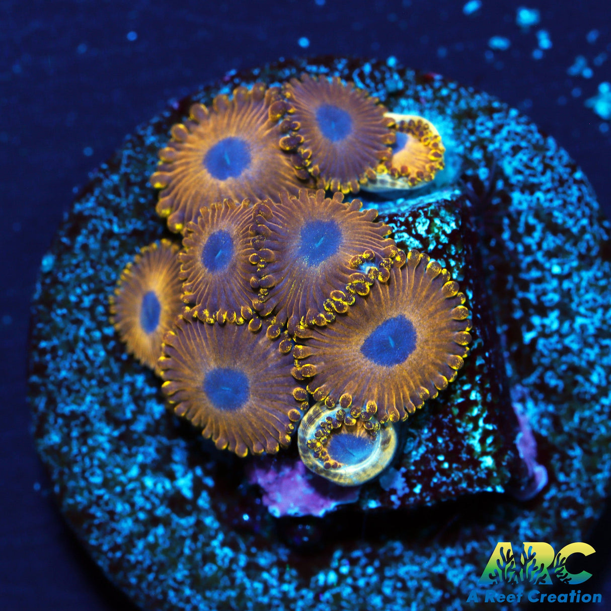 Golden Hornet Zoas