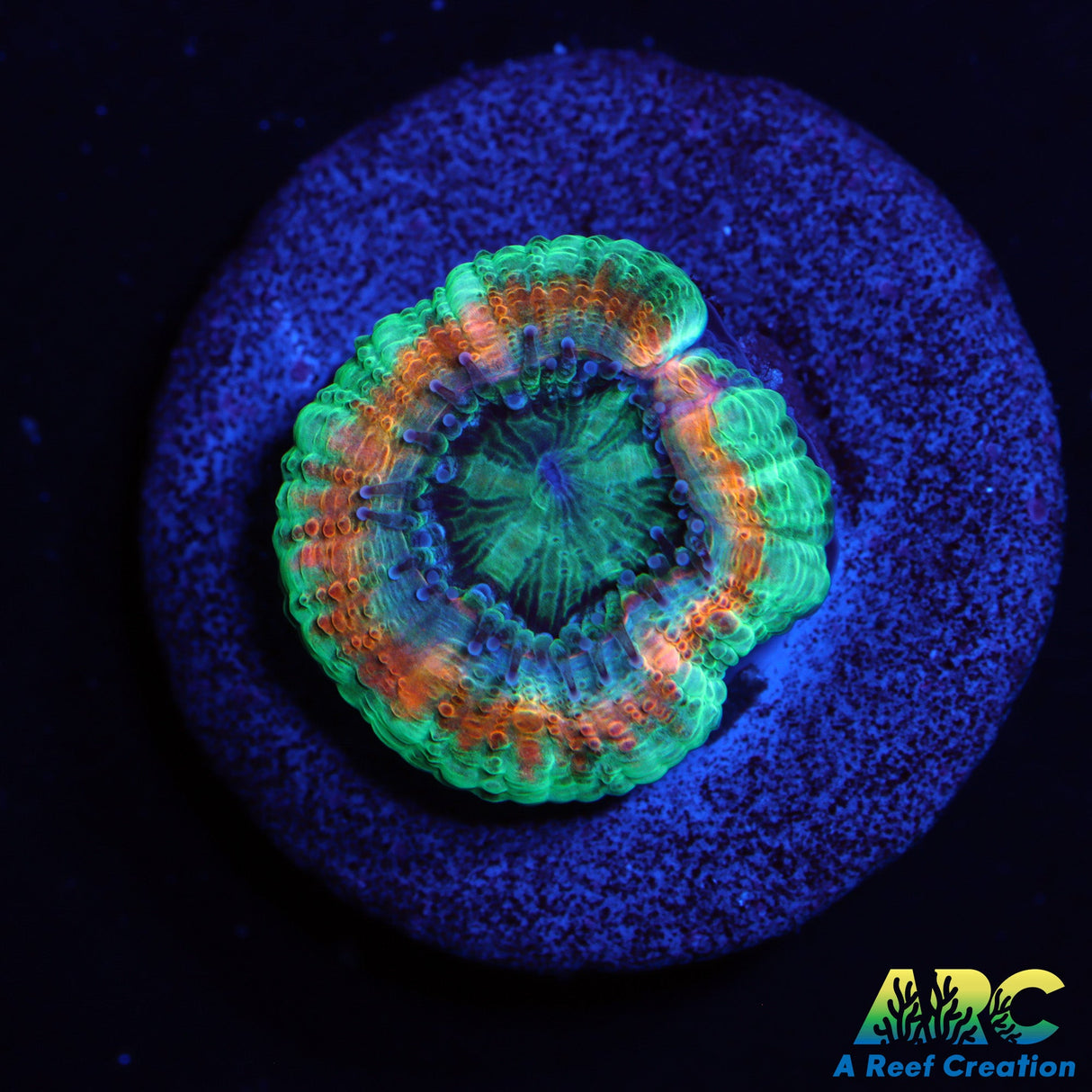 ARC Lavendar Acan