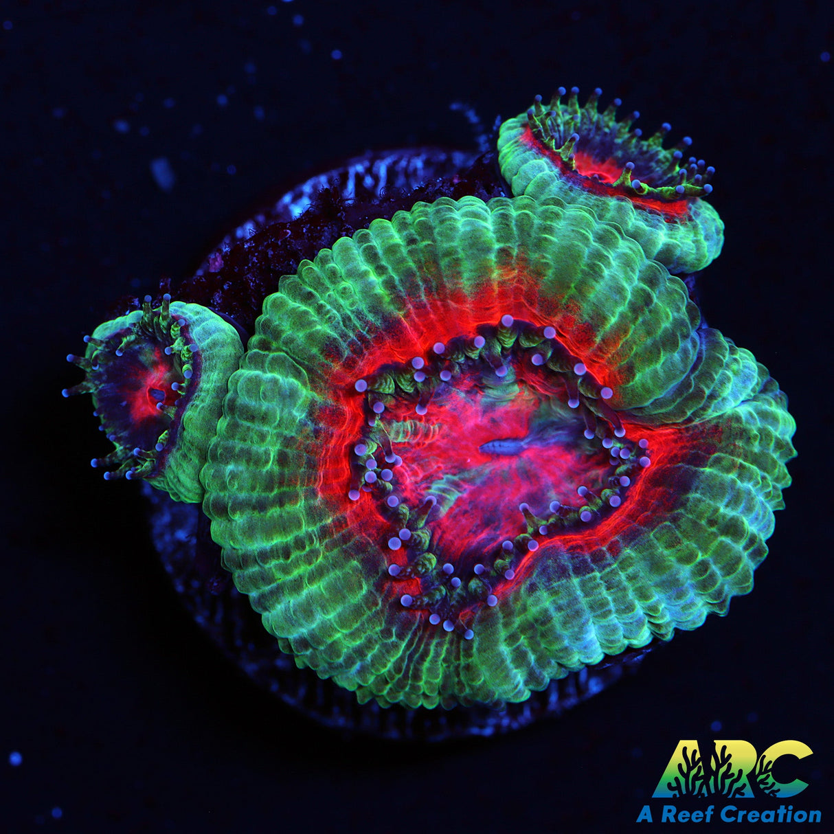 ARC Indo Acan