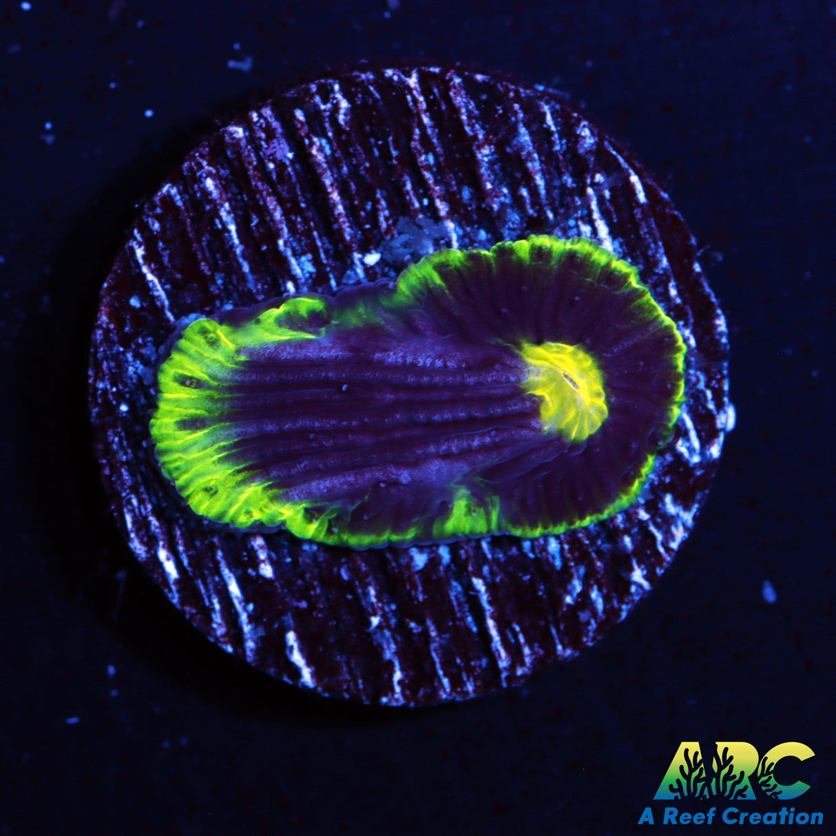 Neon Rim Diaseris Plate