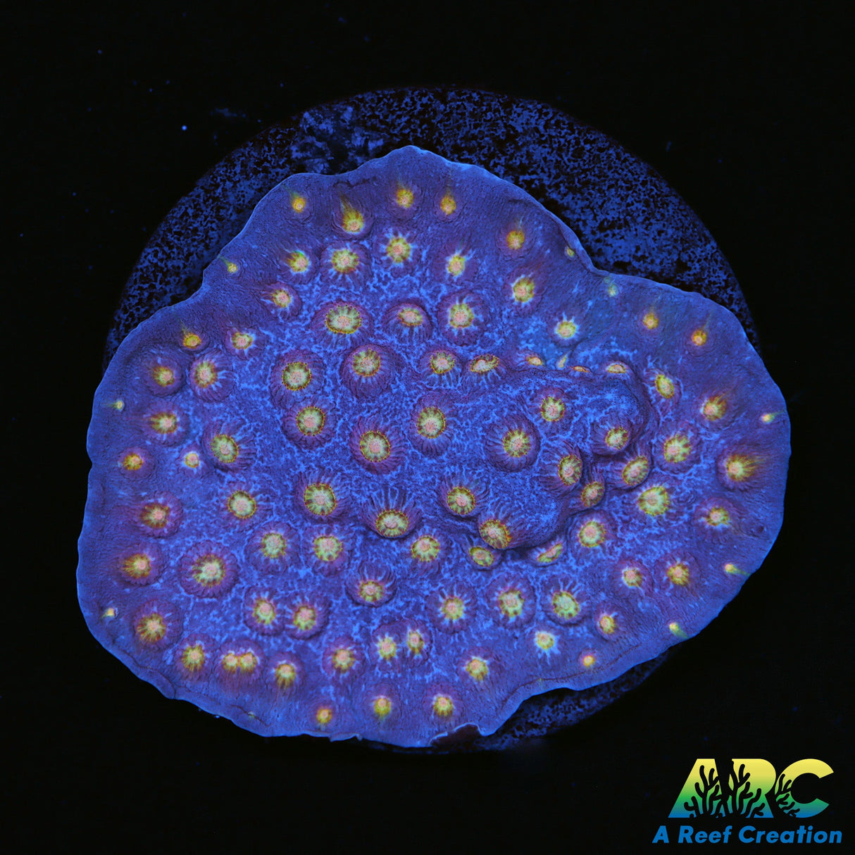 Halley's Comet Plating Cyphastrea