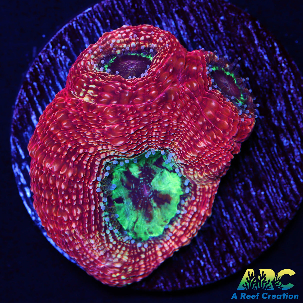ARC Sunspot Bower