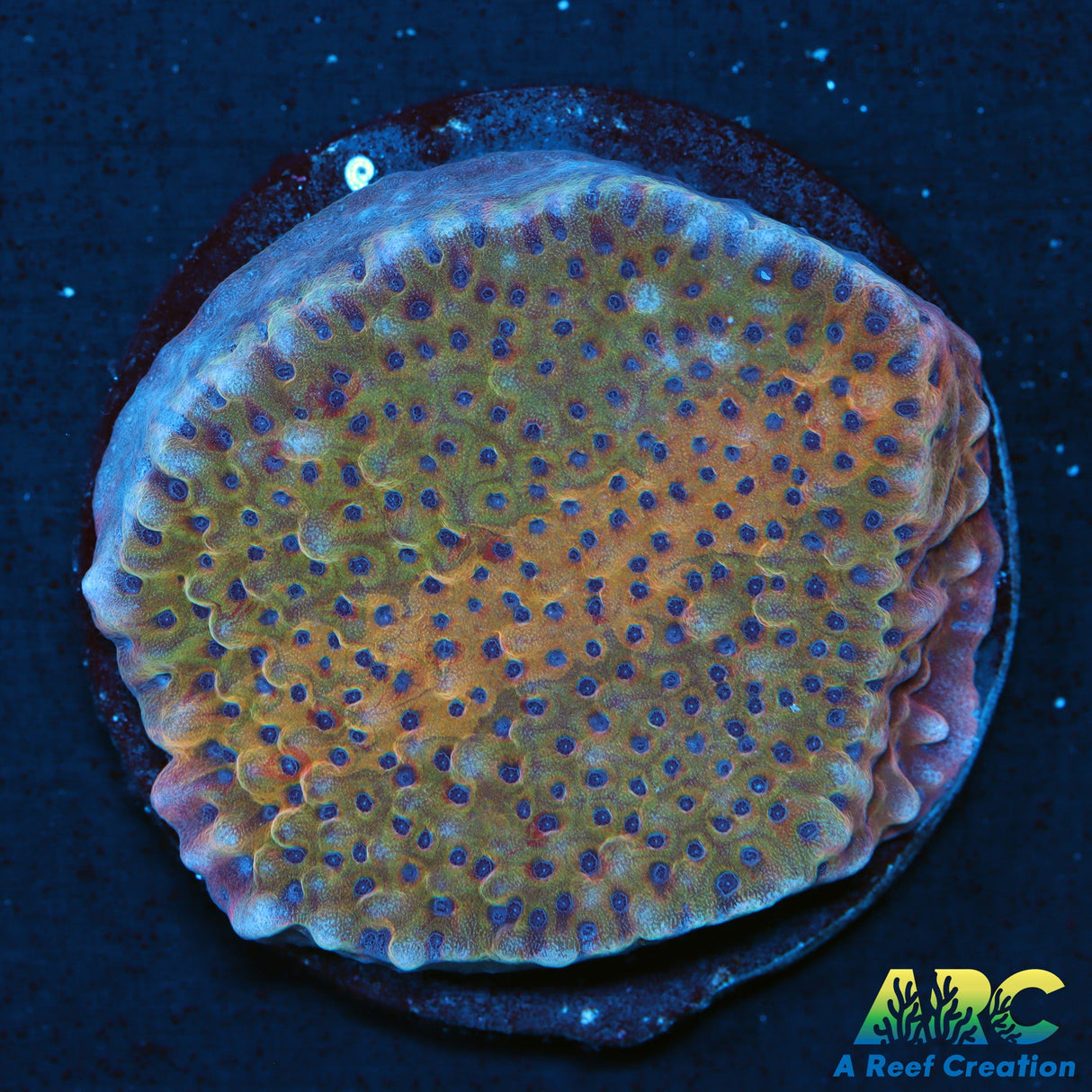 Grafted Slowburn Monti