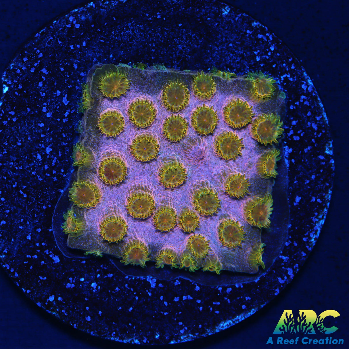 Copper Cyphastrea