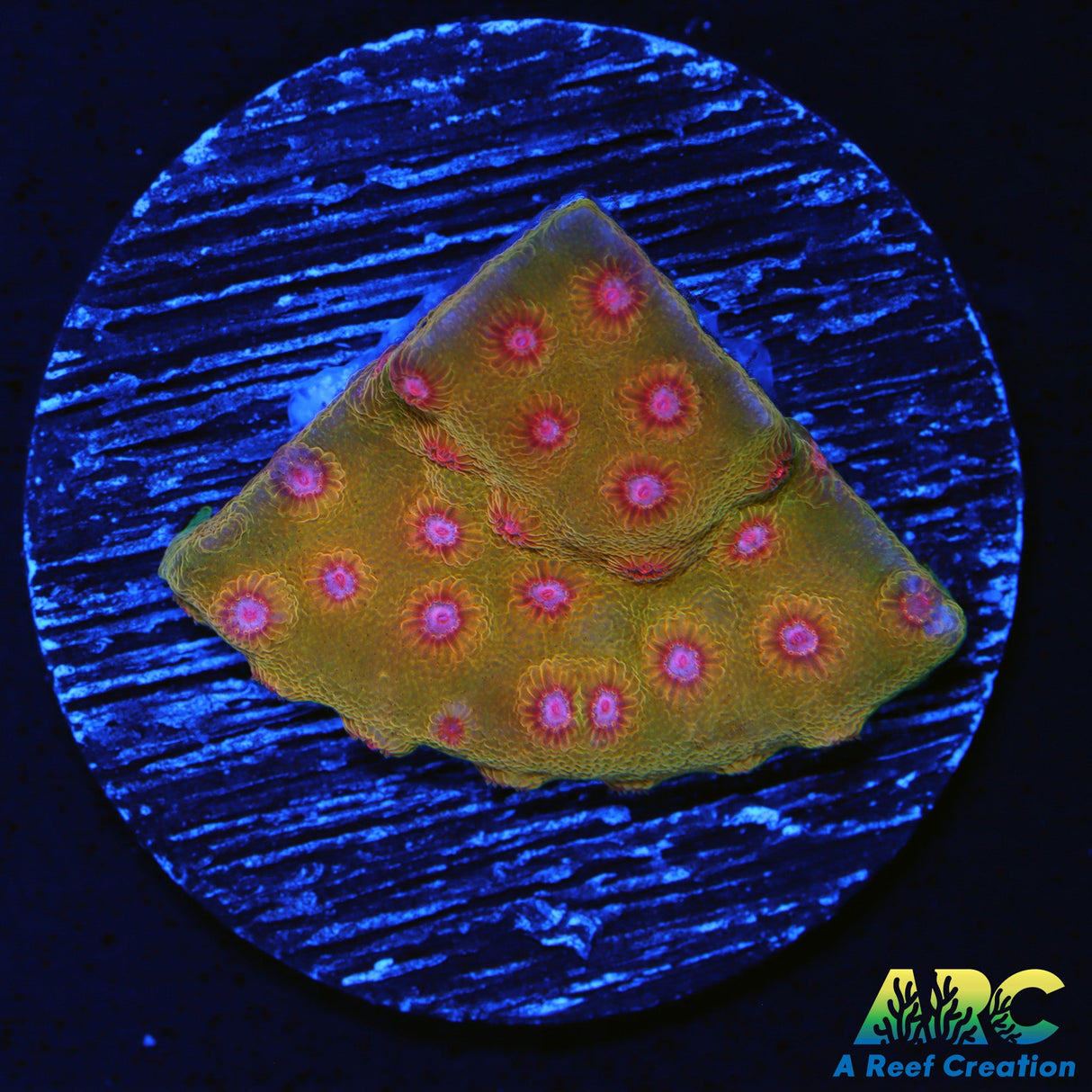 Defcon Cyphastrea