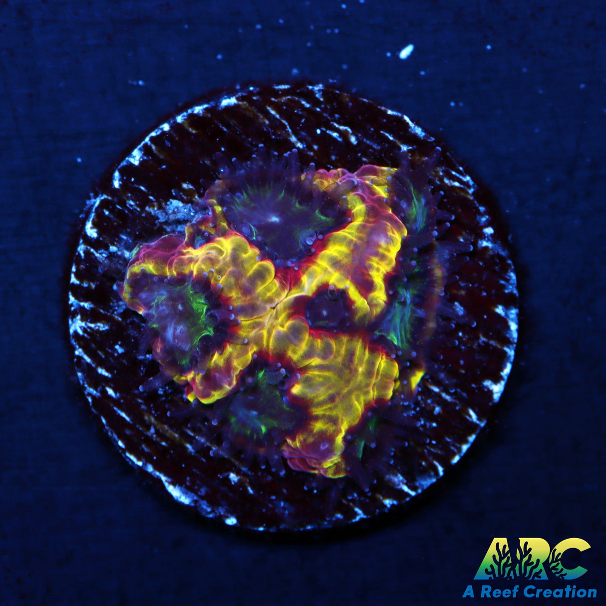 ARC Pacman Favia