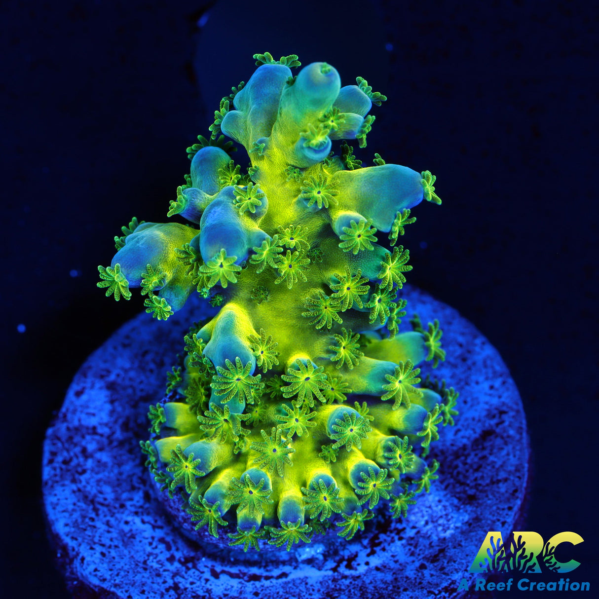 ARC Bullfrogs Acro