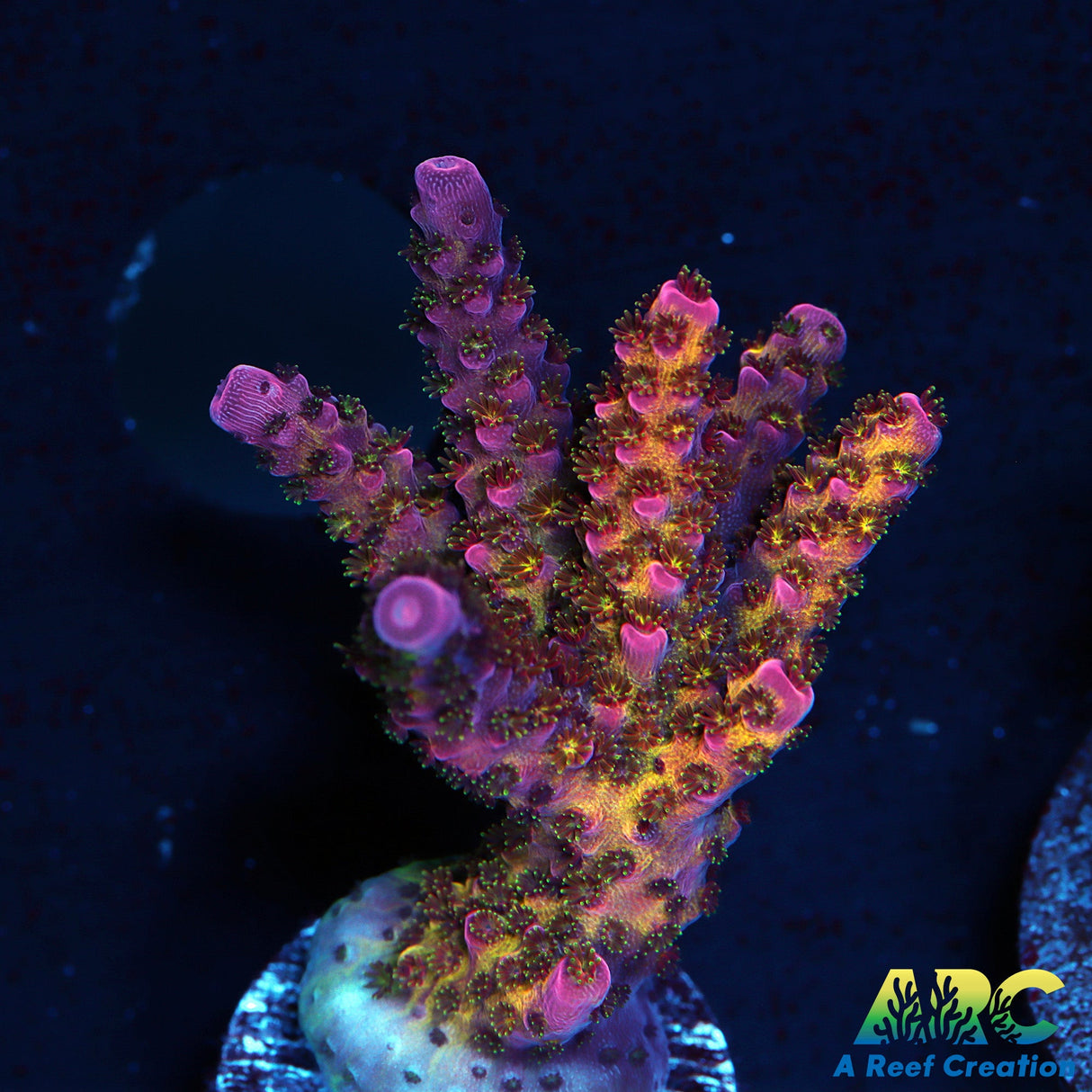 PC Rainbow Acro