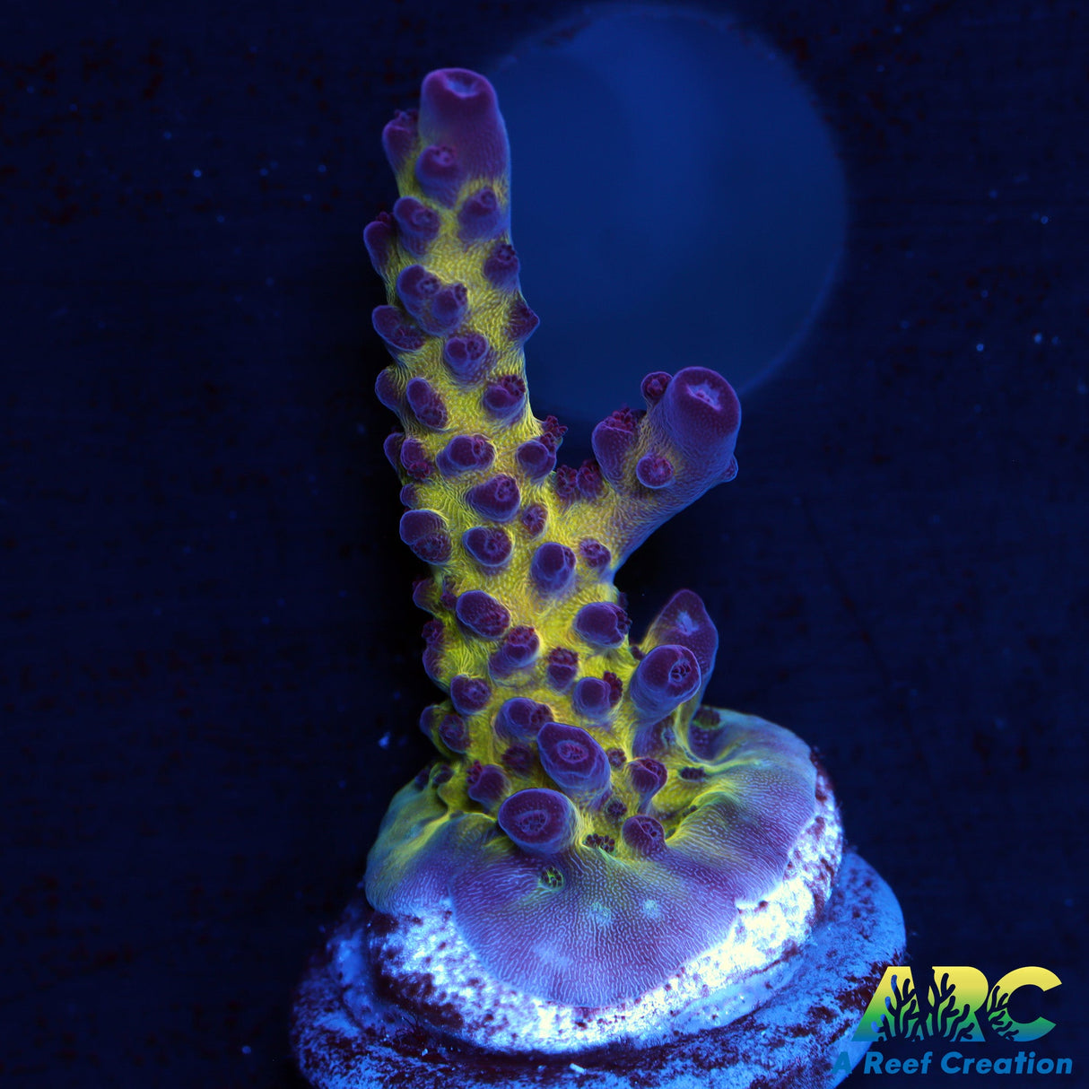 Sanjay's Red Photon Acro