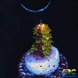 RRC Rainbow Splice