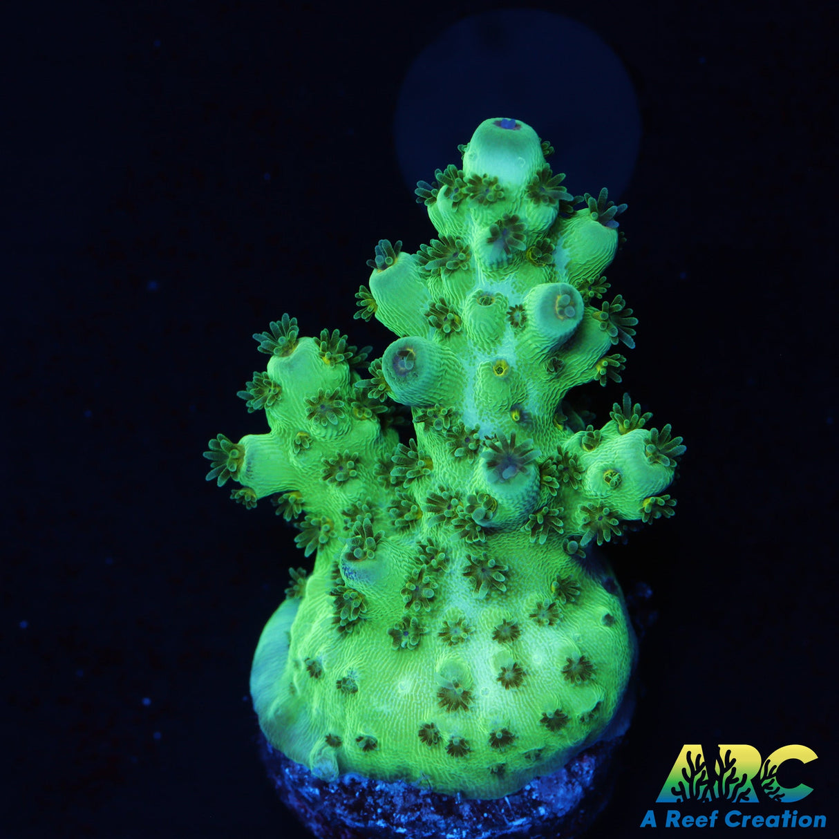 Acropora Sarmentosa