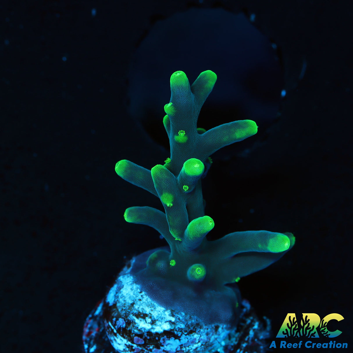 CC Needle in a Haystack