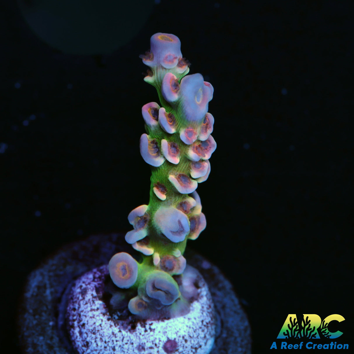 WWC Pink Panther Acro