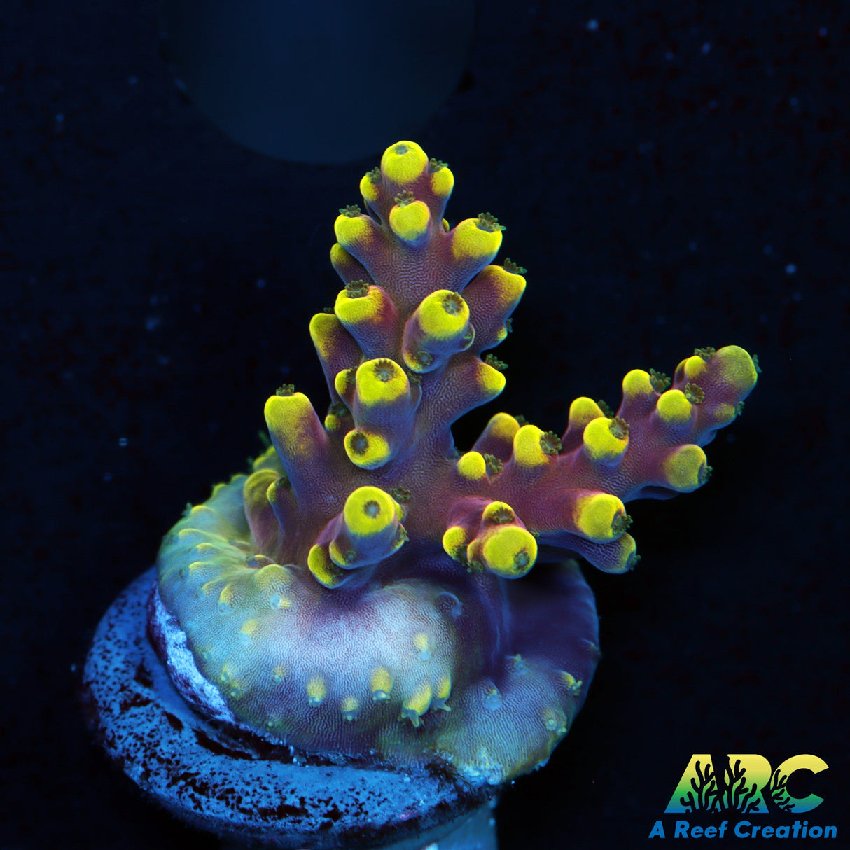 TCK New Dragon Acro