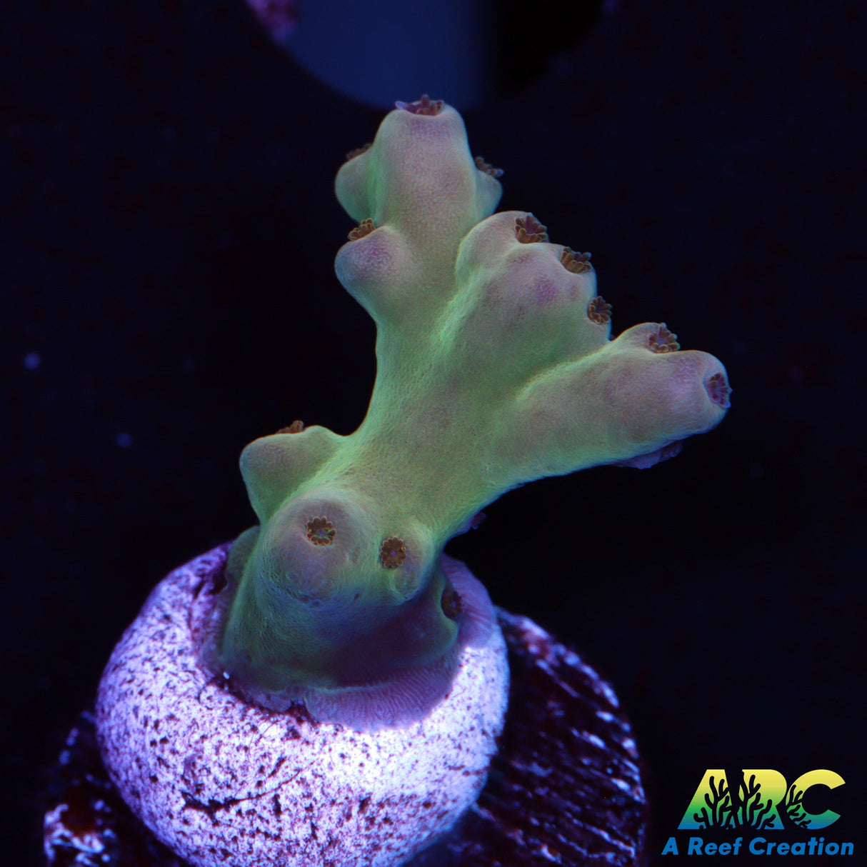 Purple Tip Lokanki Acro