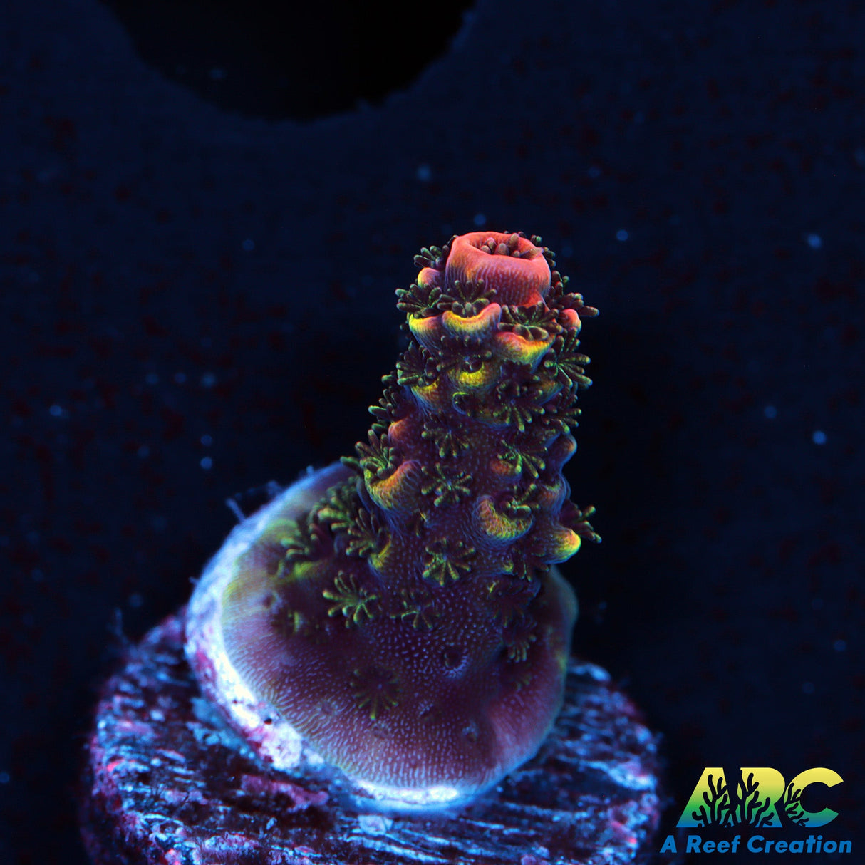 ARC Rainbow Spath