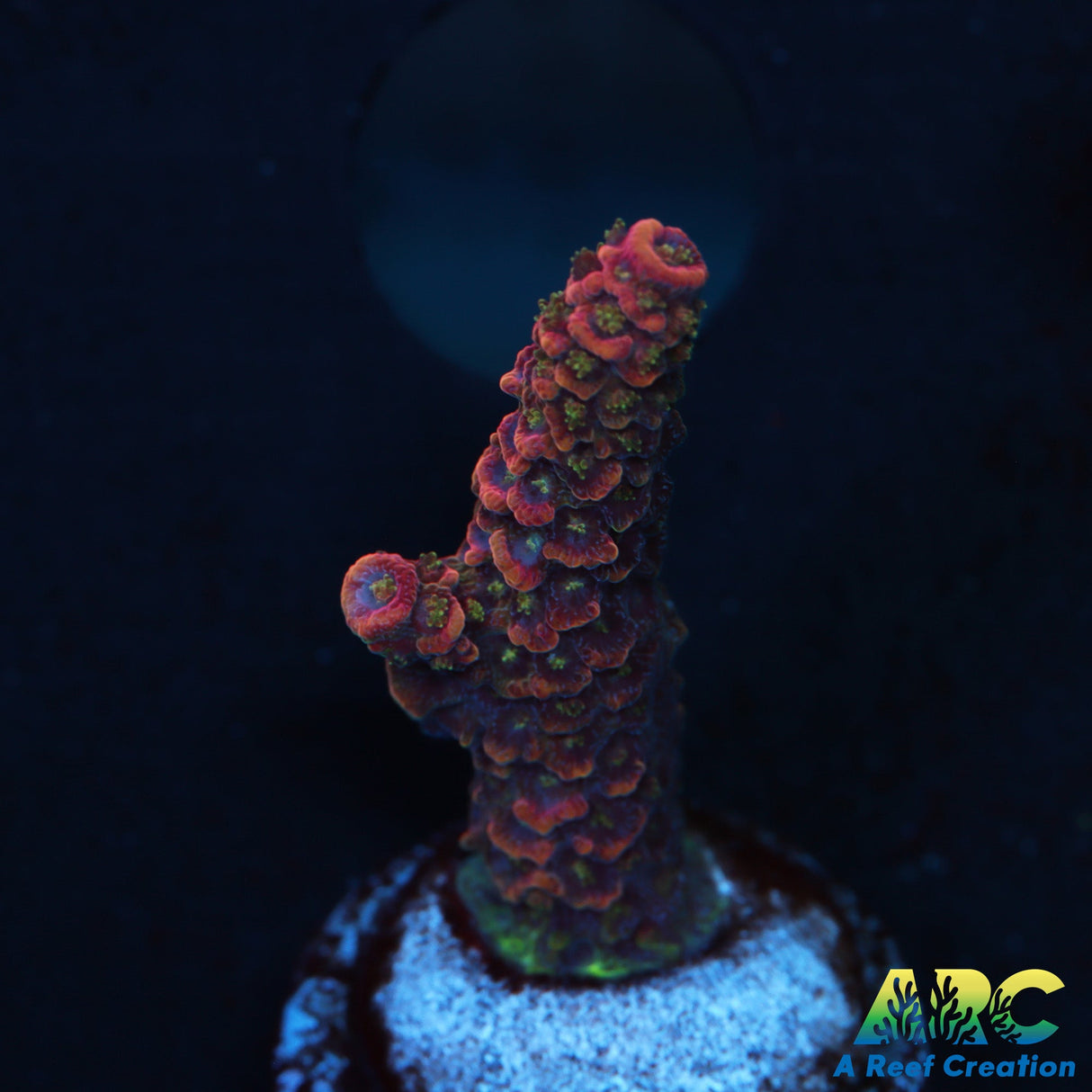 ARC Strawberry Spath