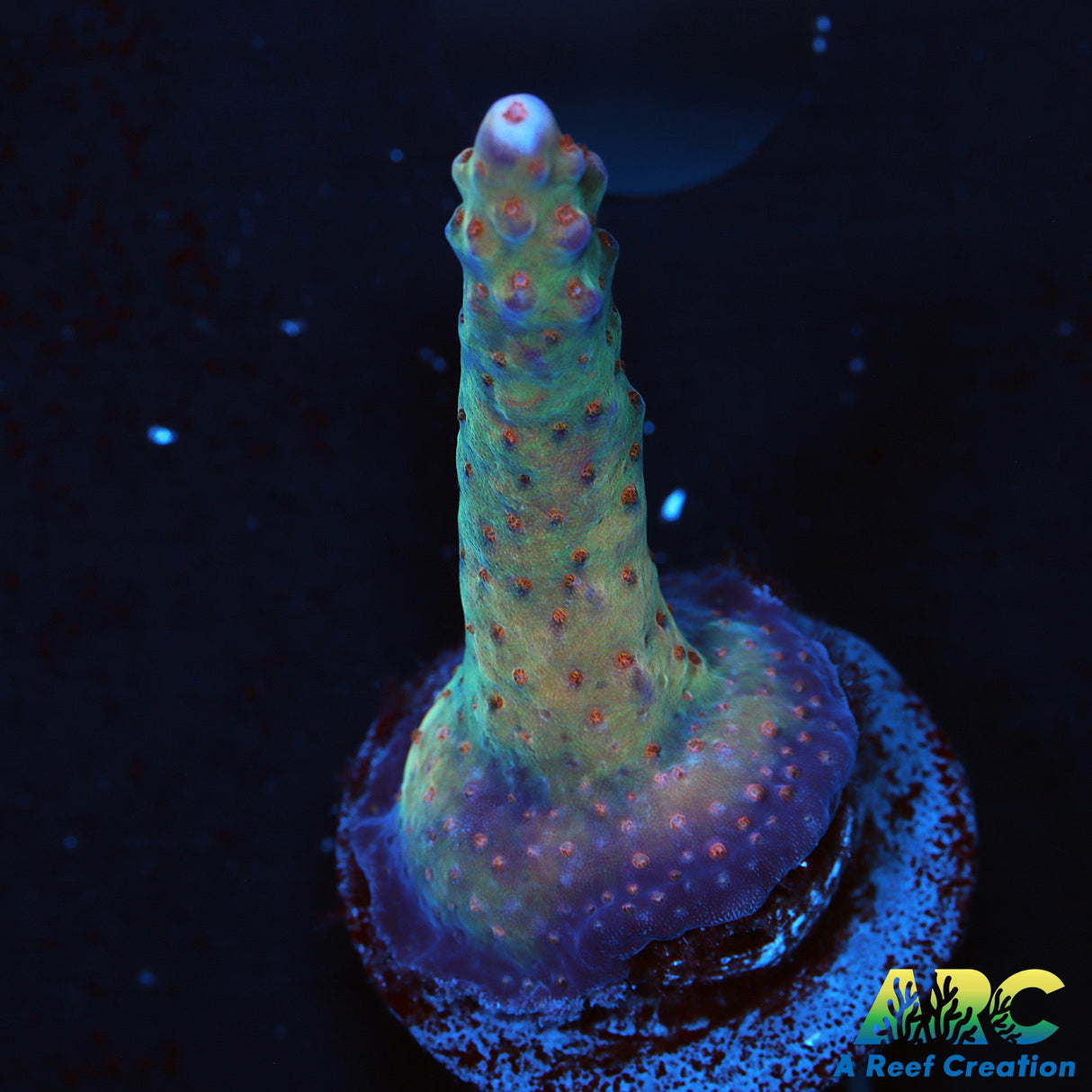 TGC Wonderland Acro