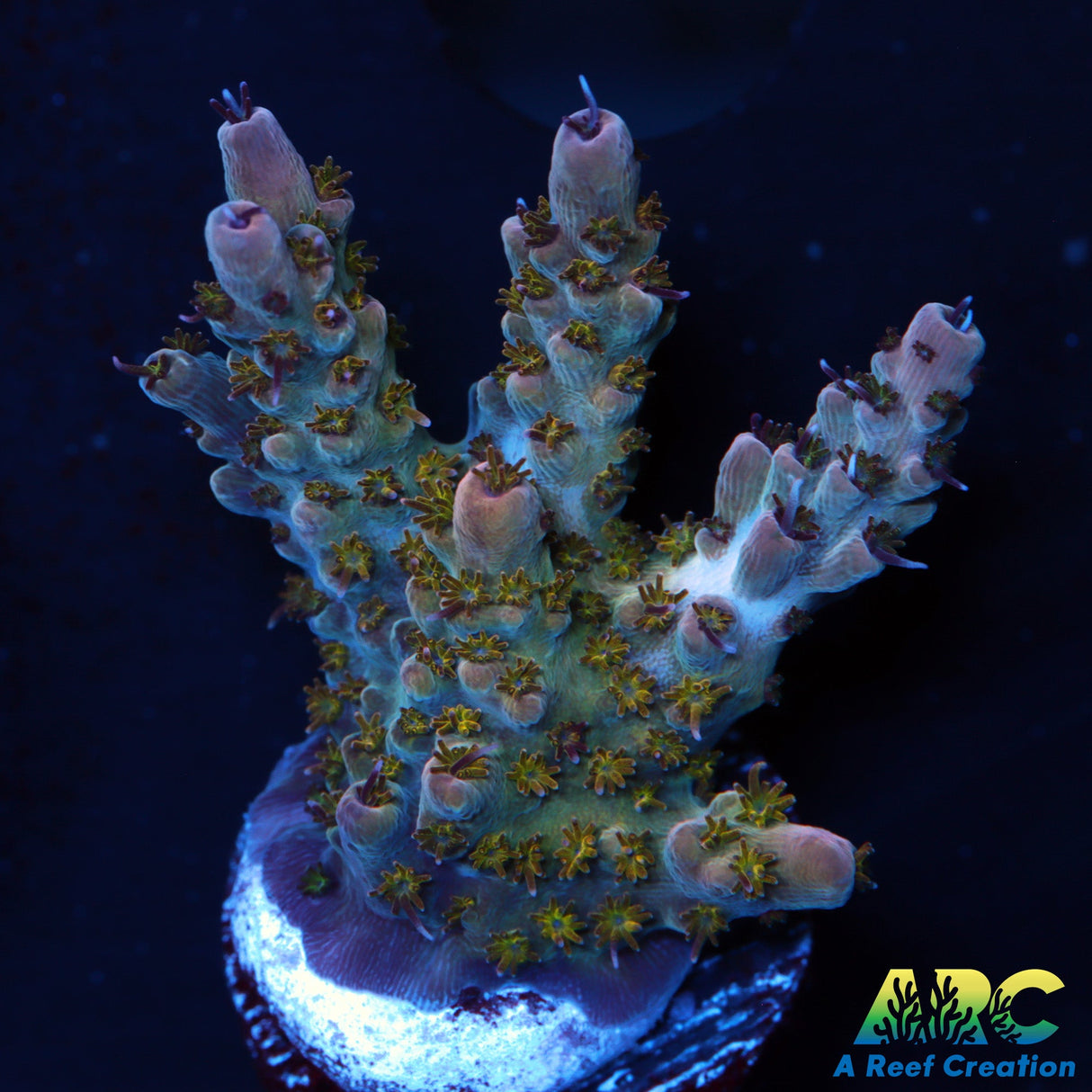 ARC Pomegranate