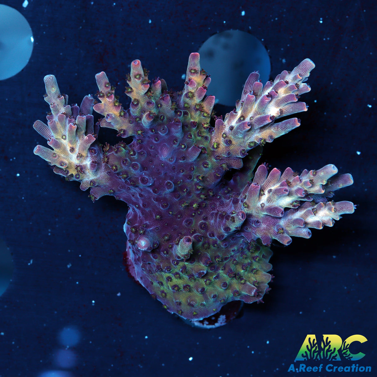 ARC Pomegranate