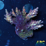 ARC Pomegranate