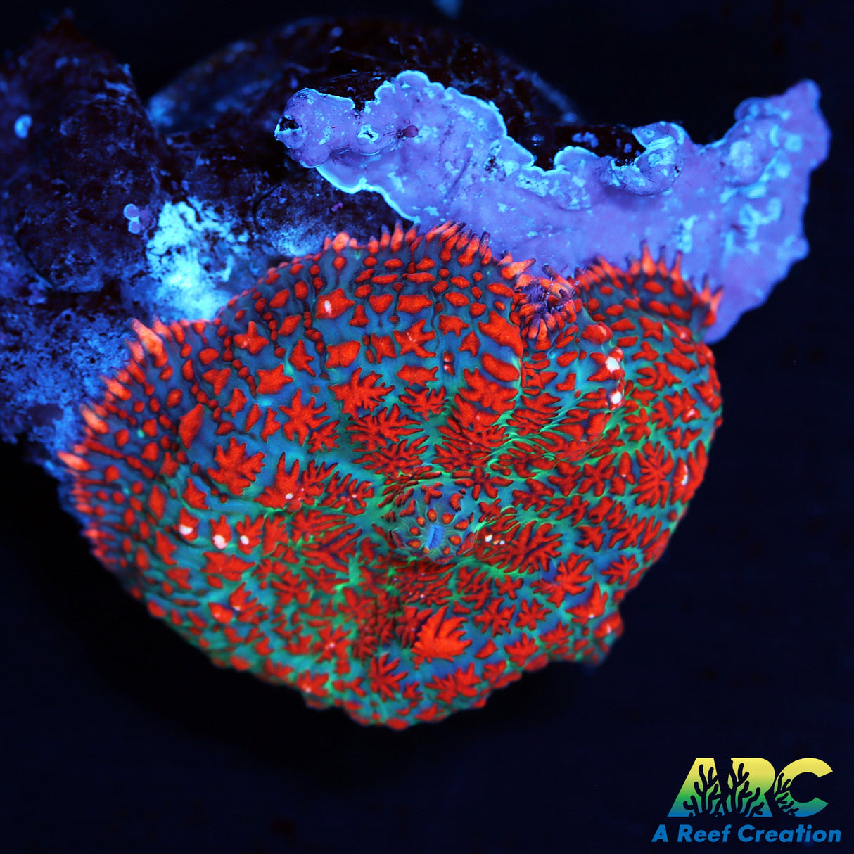 Forest Fire Mushroom