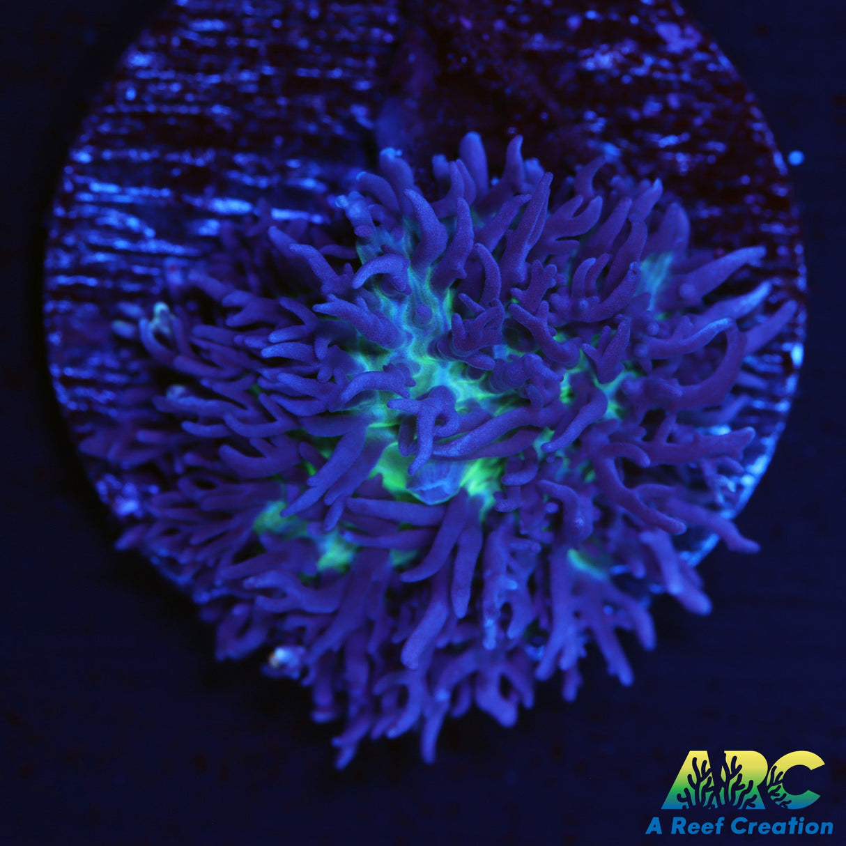 Neon Carpet Mushroom