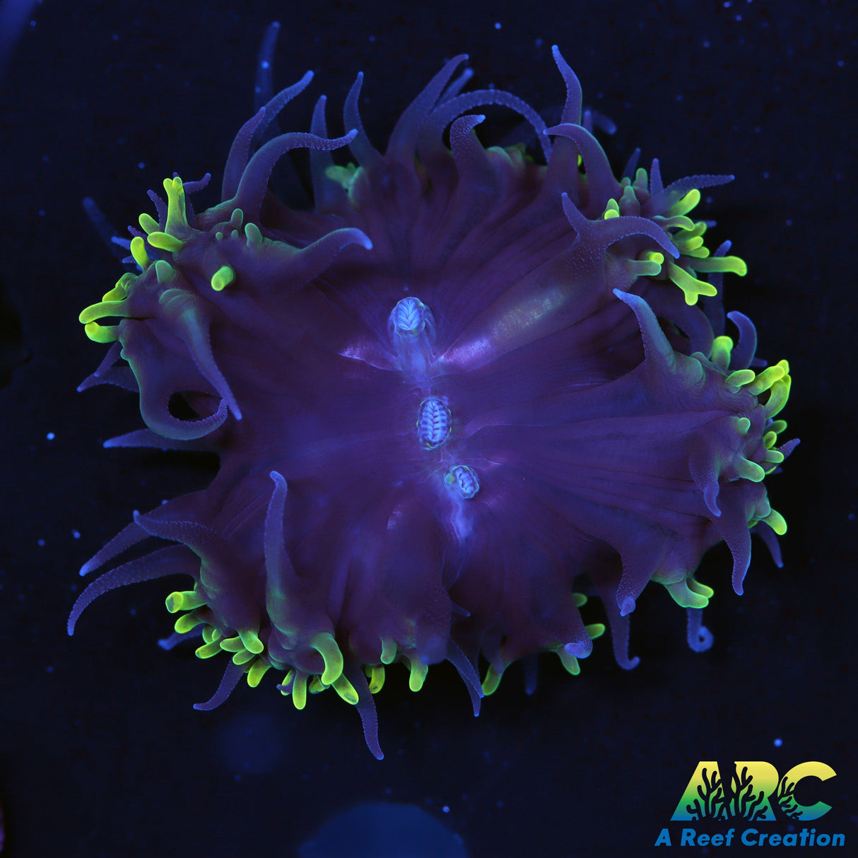 Toothy Bubble Coral