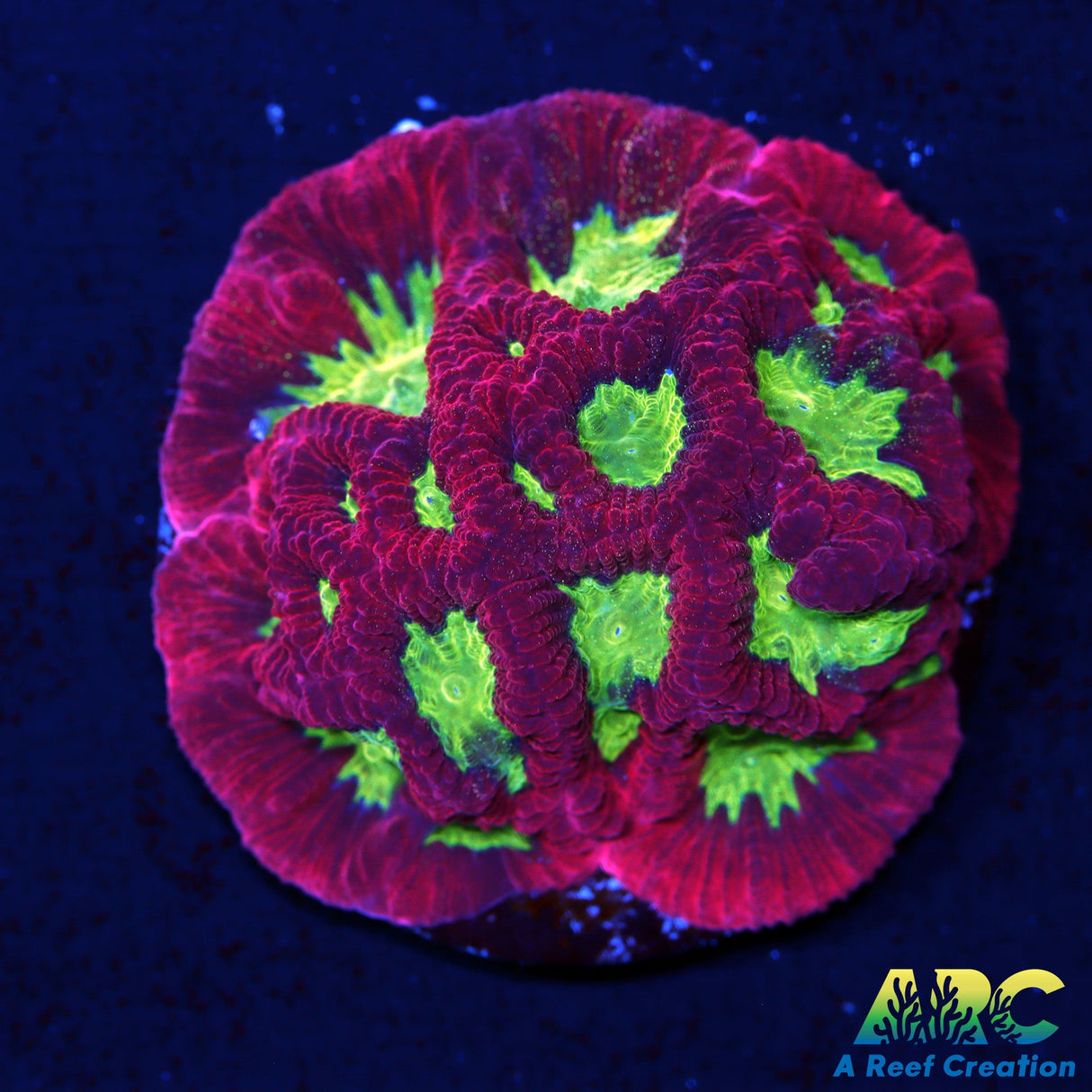 Red Goniastrea