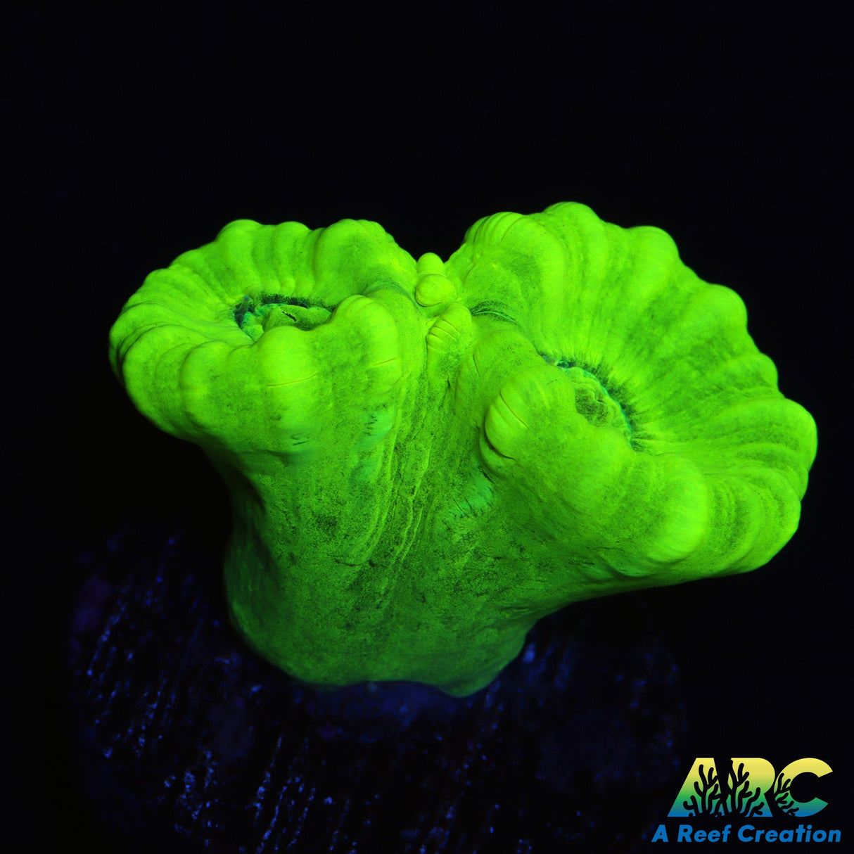 Kryptonite Candycane
