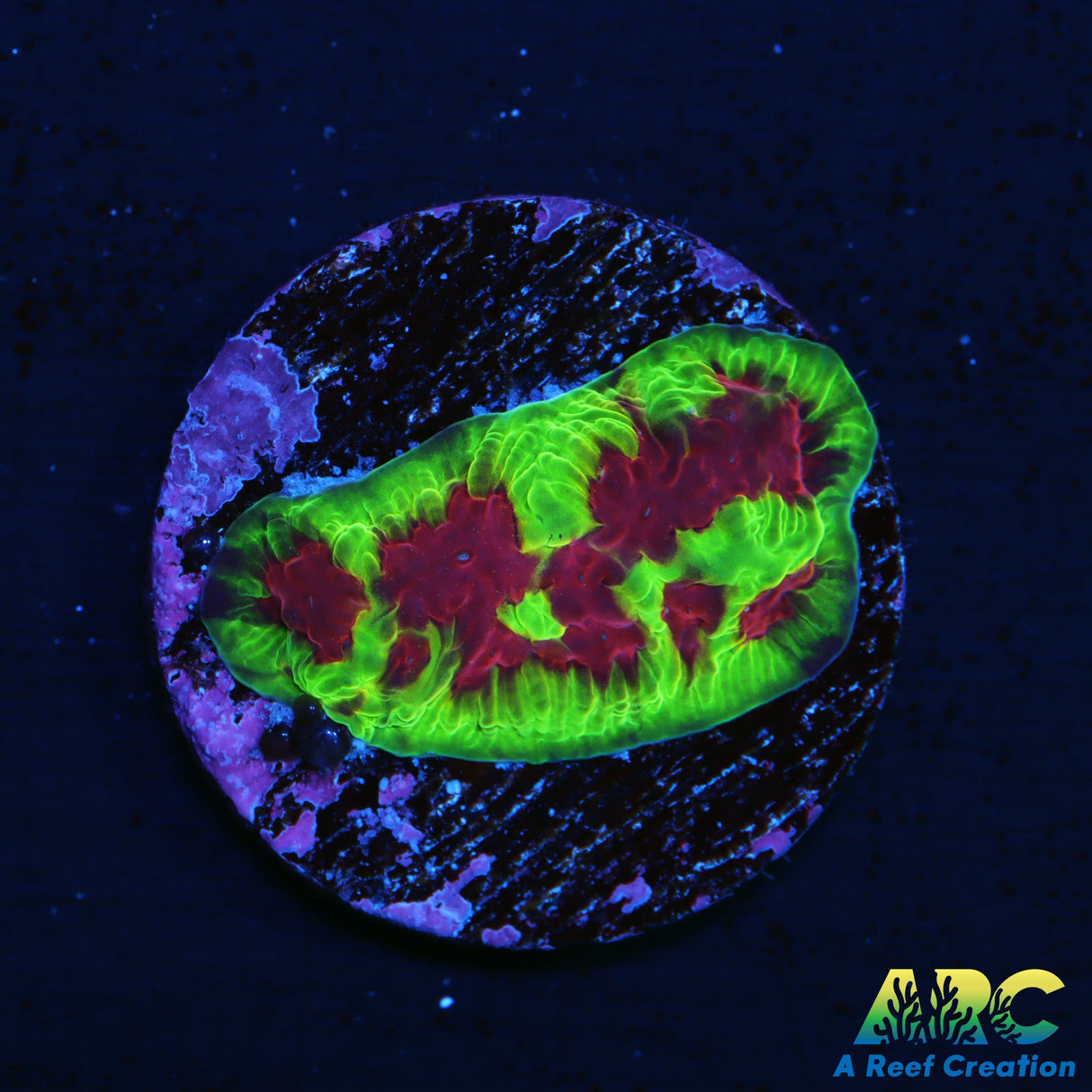 ARC Cranapple Favia