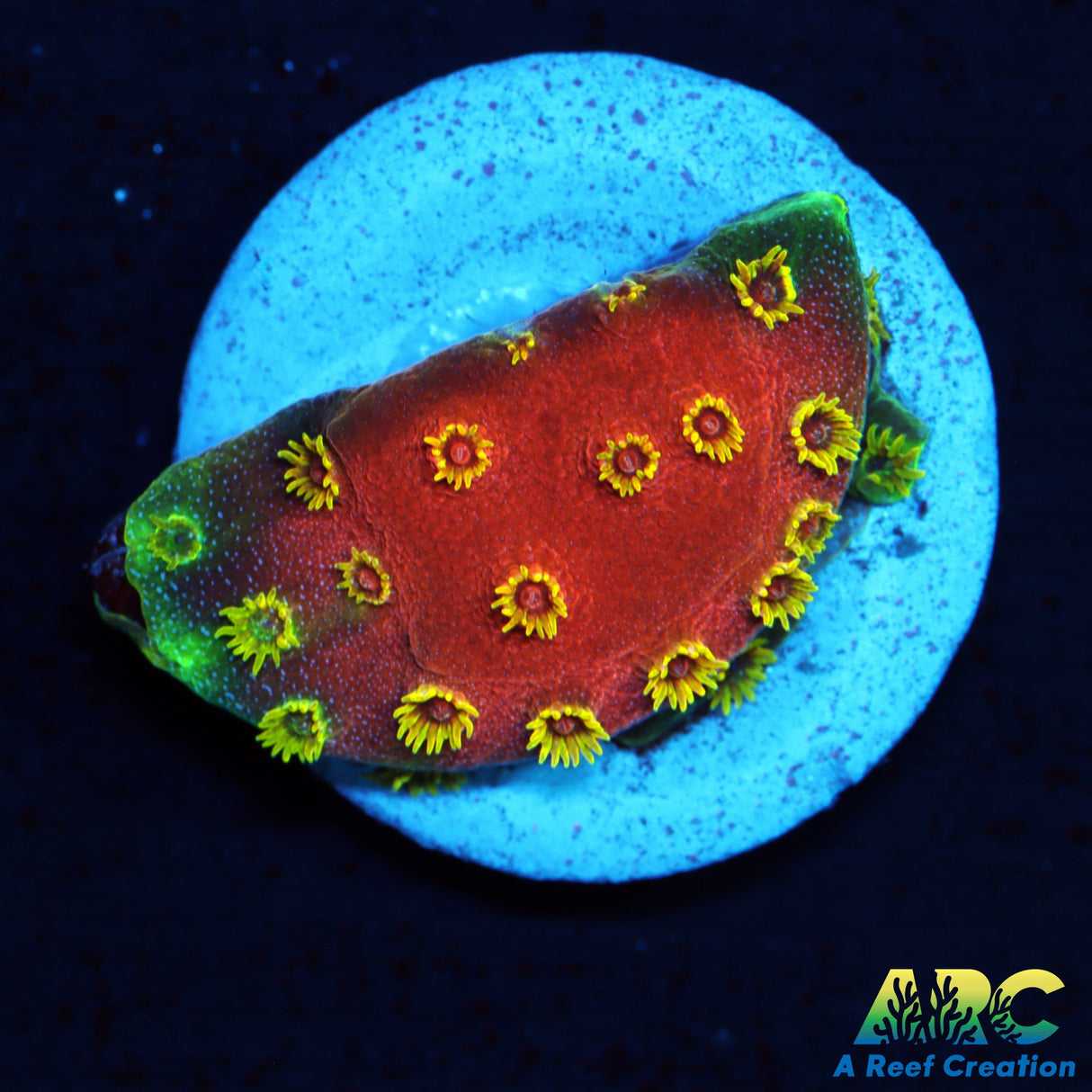 Candy Corals Firewalker Cyphastrea